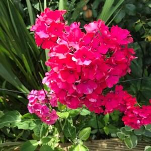 Meet your Posher, Ernestina